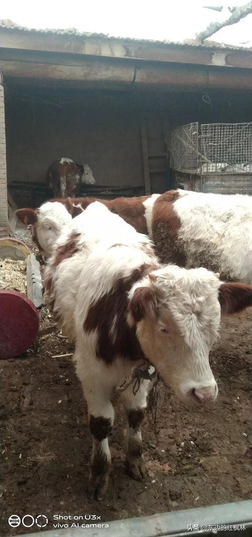 国产牛牛,探寻中国牛肉产业的崛起之路  第1张